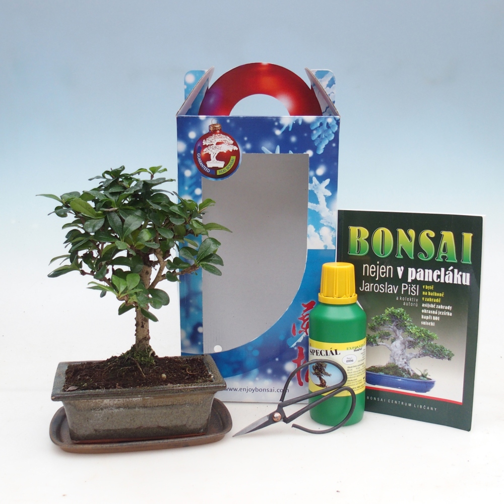 Room bonsai in gift box Carmona microphylla - Tea fuki