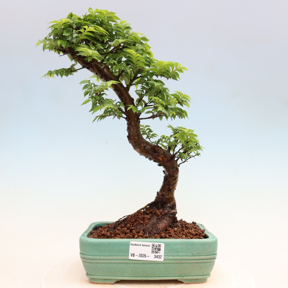 Outdoor Bonsai - Ulmus Jacqueline Hillier - European White Elm