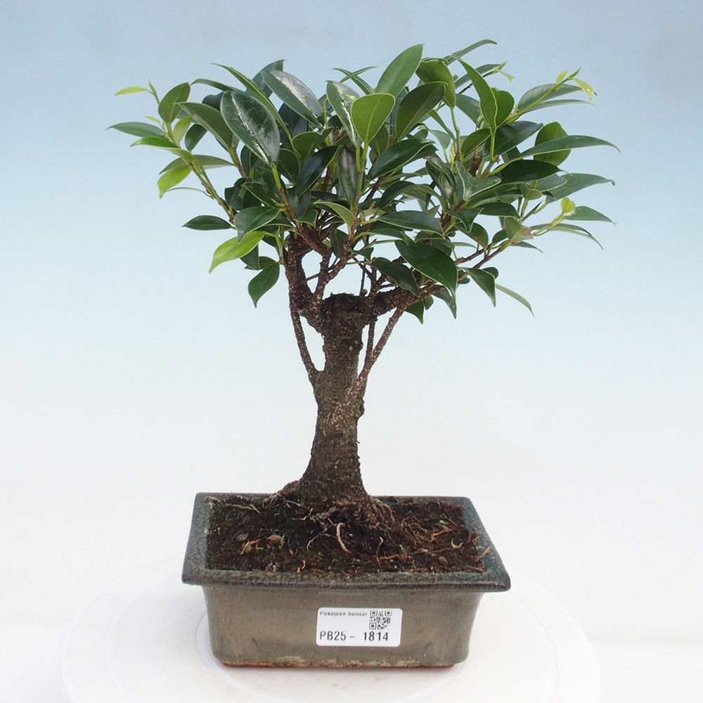 Indoor bonsai - Ficus retusa - small-leaved ficus