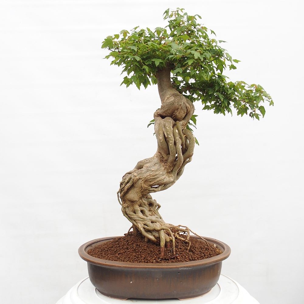 Outdoor bonsai - Maple Buergerianum - Burger Maple