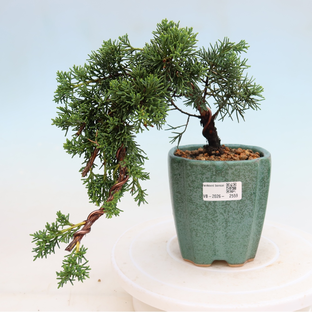 Outdoor bonsai - Juniperus chinensis Kishu
