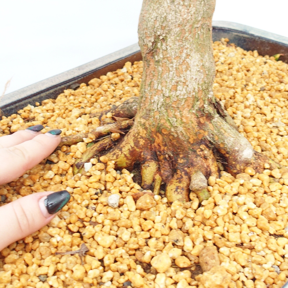 Outdoor bonsai - Japanese Azalea - Azalea Saishun