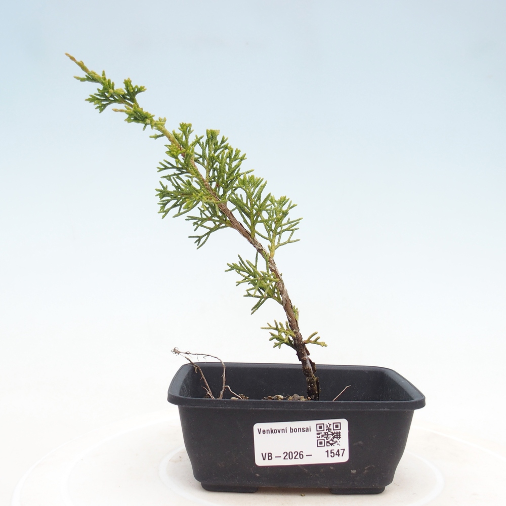 Outdoor bonsai - Juniperus chinensis Itoigawa