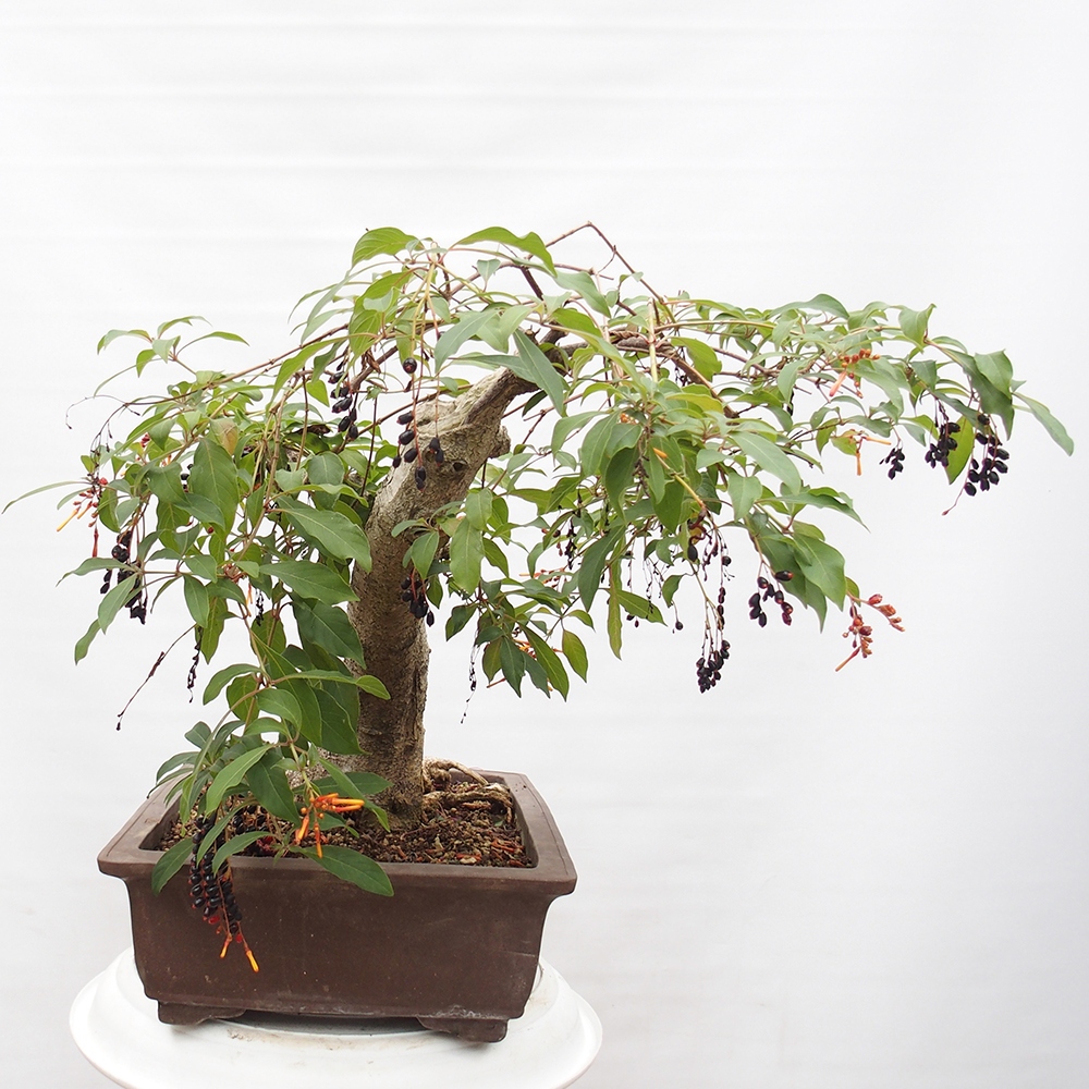Room bonsai - Hamelia patent