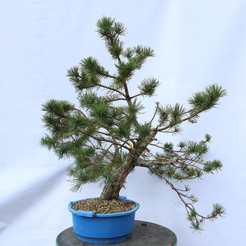 Pinus sylvestris Spain - Scots pine