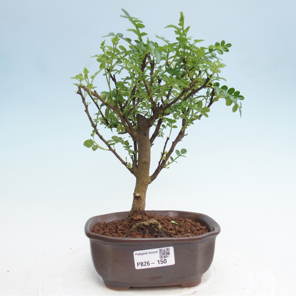 Room bonsai - Zantoxylum piperitum - pepper tree