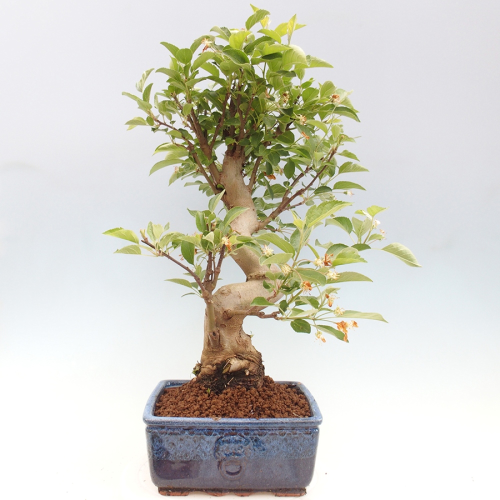 Outdoor bonsai - Malus halliana - Small-fruited apple tree