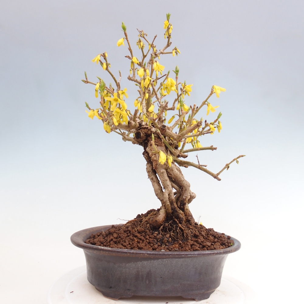 Outdoor bonsai - Zlatice - Forsythia koreana