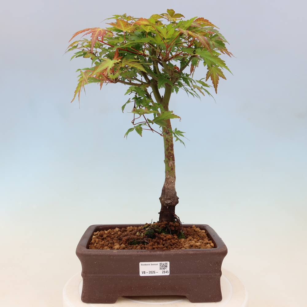 Norway maple - Acer palmatum Beni Tsukasa