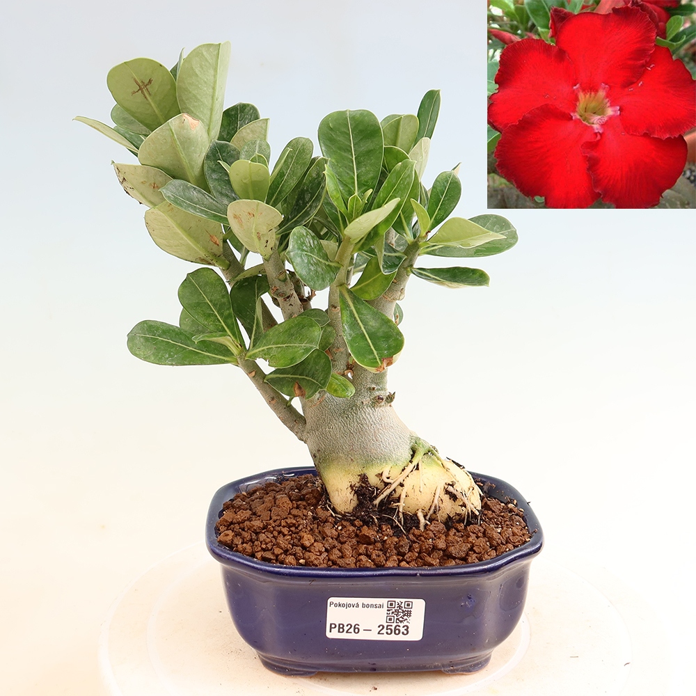 Indoor Bonsai - Adenium obesum Red Star - Desert Rose
