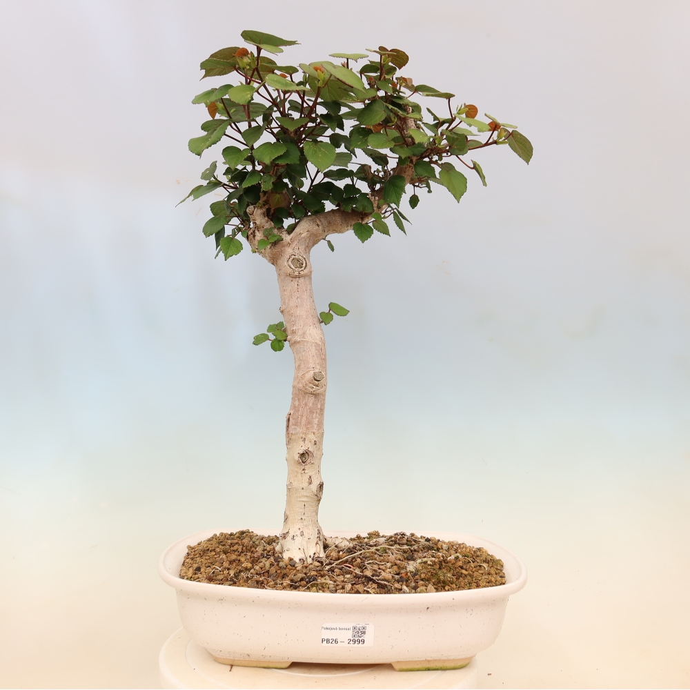 Indoor bonsai - Hibiscus tiliaceus - Sea Hibiscus
