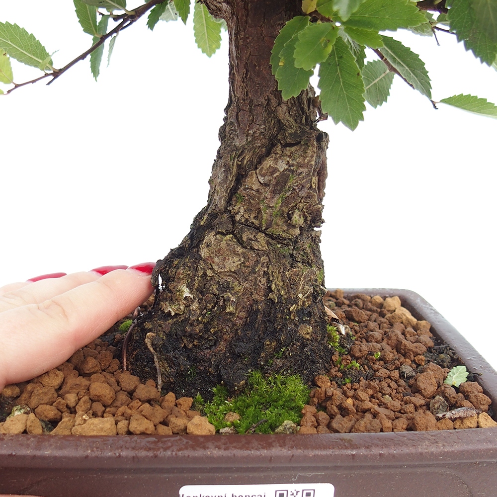 Outdoor bonsai - Zelkova - Zelkova NIRE