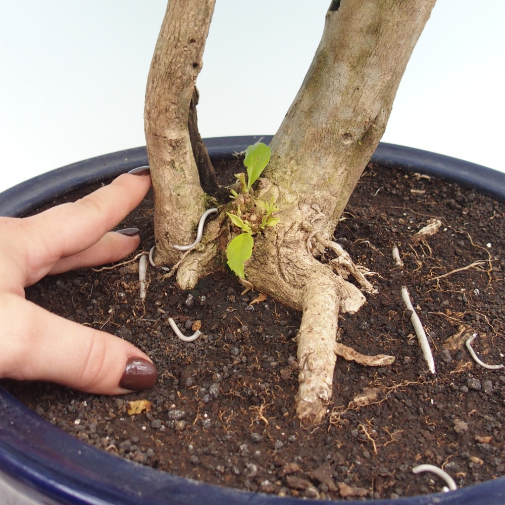 Room bonsai - Duranta erecta Aurea