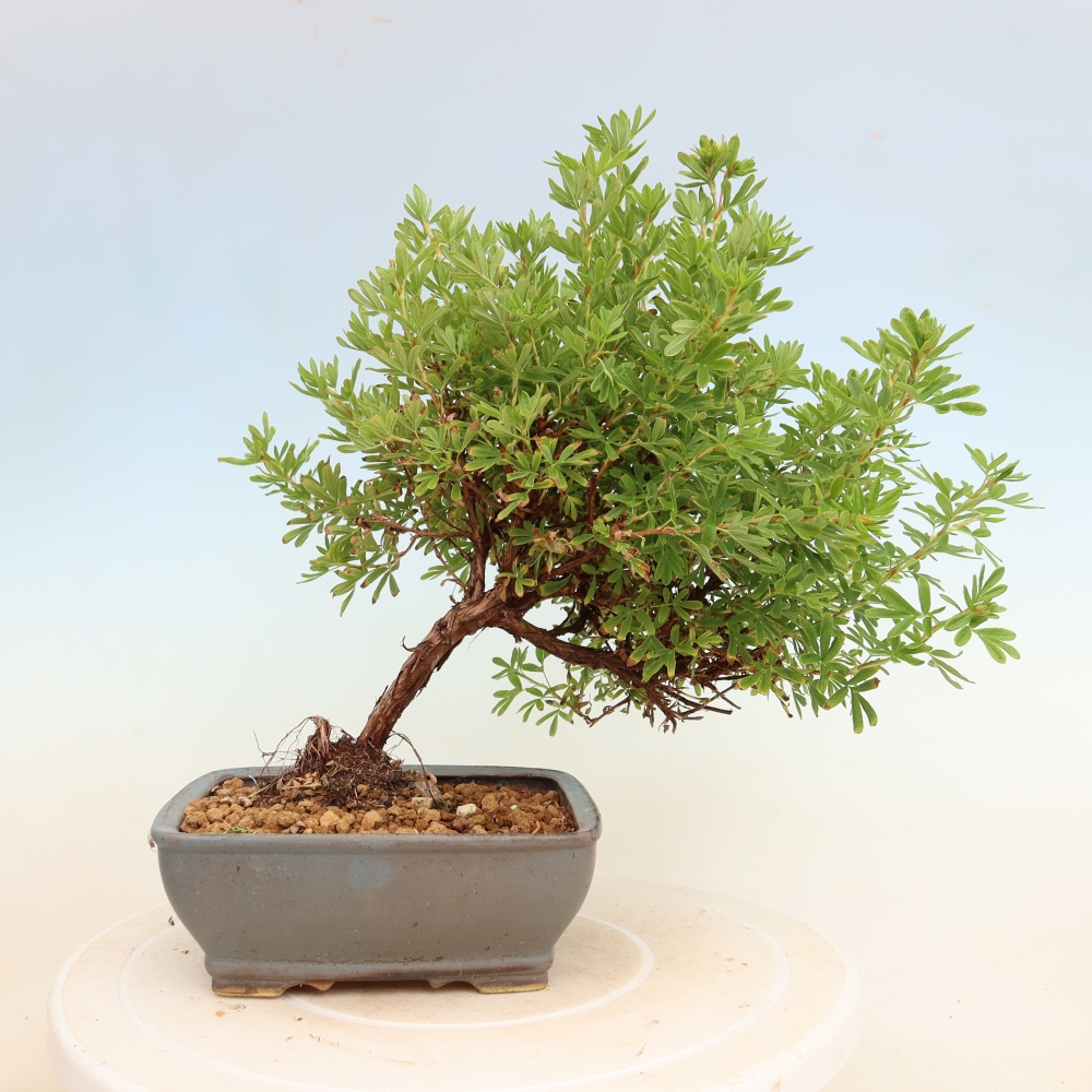 Outdoor Bonsai—Shrubby Cinquefoil—Potentilla fruticosa 'Bellissima'