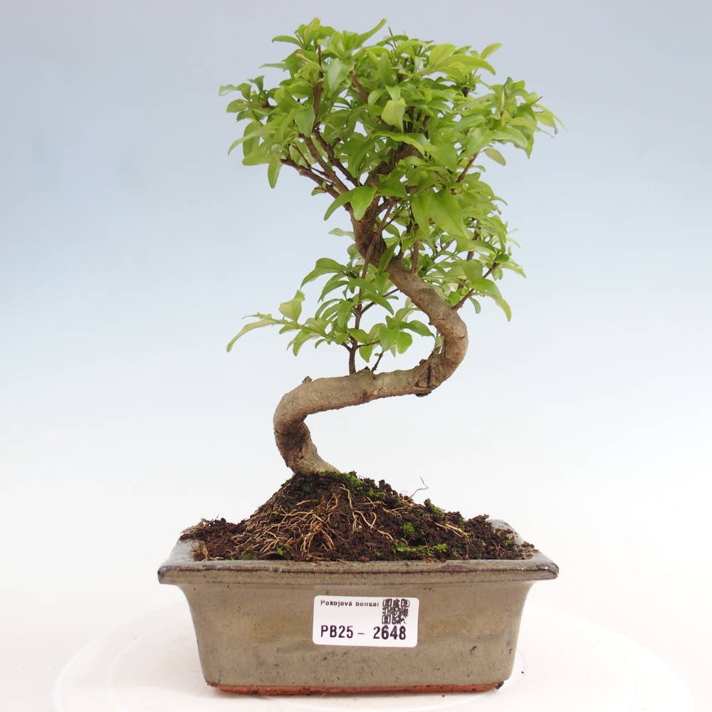 Indoor bonsai - Ligustrum chinensis - Bird's eye view
