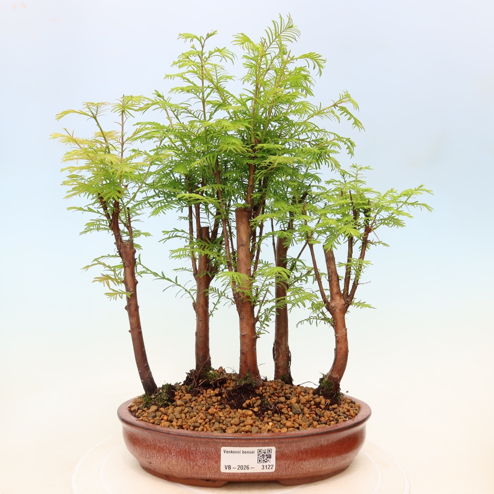 Outdoor Bonsai - Metasequoia glyptostroboides - Chinese Metasequoia - Grove