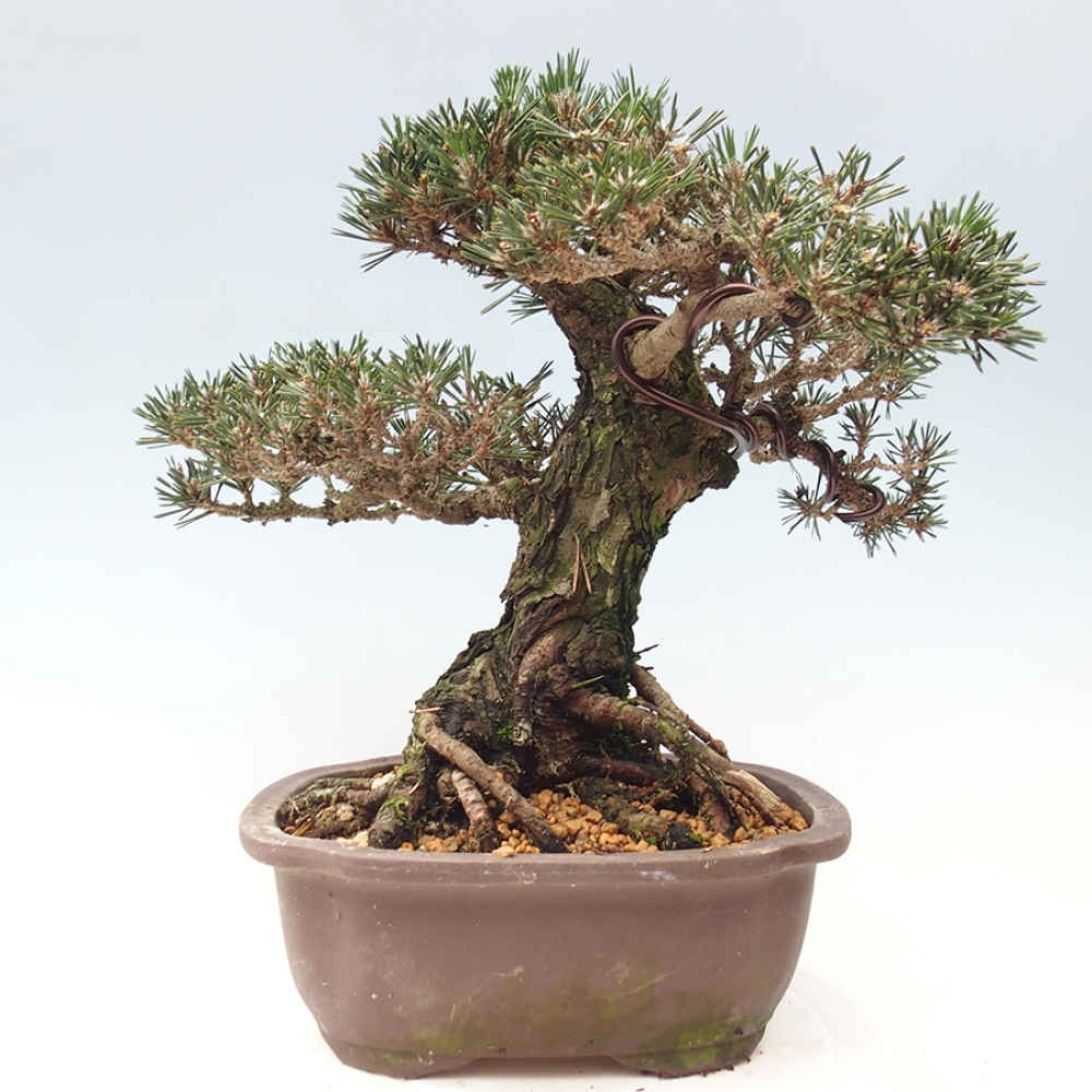Outdoor bonsai - Pinus thunbergii Kotobuki - Thunberg pine