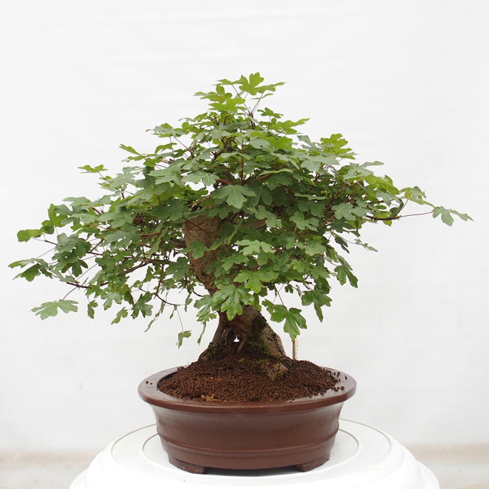 Outdoor bonsai - Acer Campestre - Baby maple