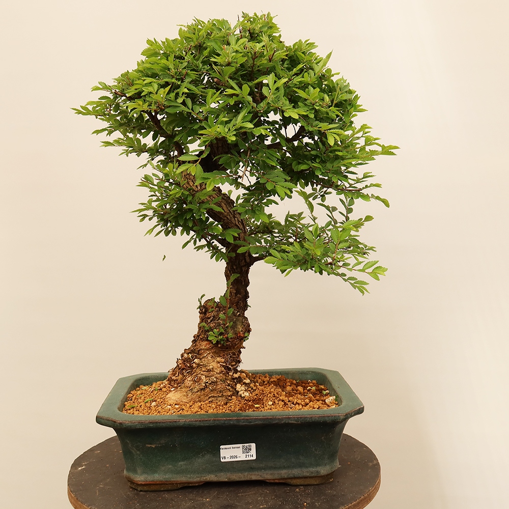 Outdoor bonsai - Zelkova - Zelkova NIRE
