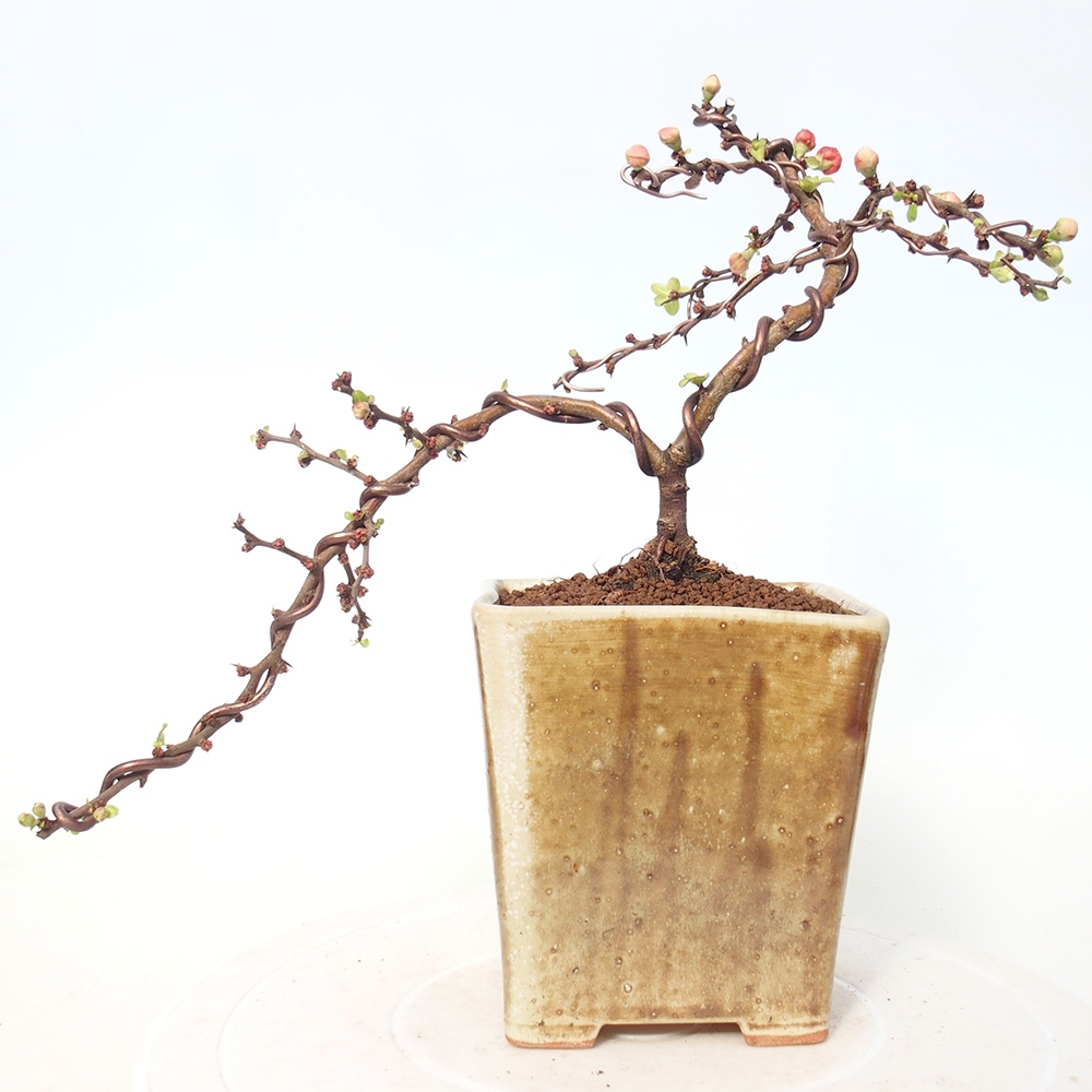 Outdoor bonsai - Chaneomeles s. Red Joy - Quince