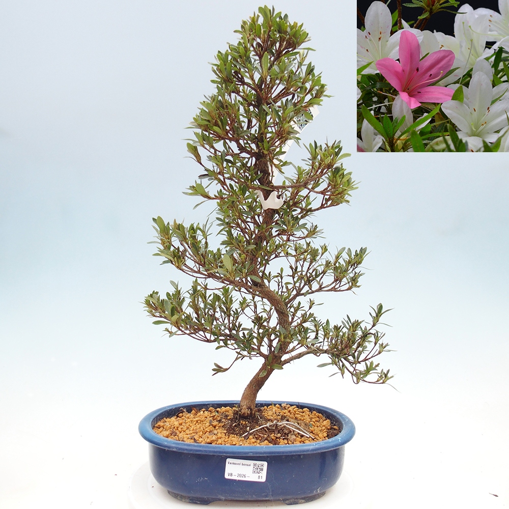 Outdoor bonsai - Japanese Azalea - Azalea Hakurin