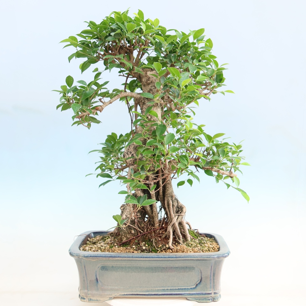 Room bonsai - Ficus kimmen - small-leaved ficus