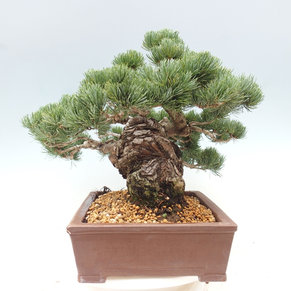 Outdoor bonsai - Pinus parviflora - Small pine tree