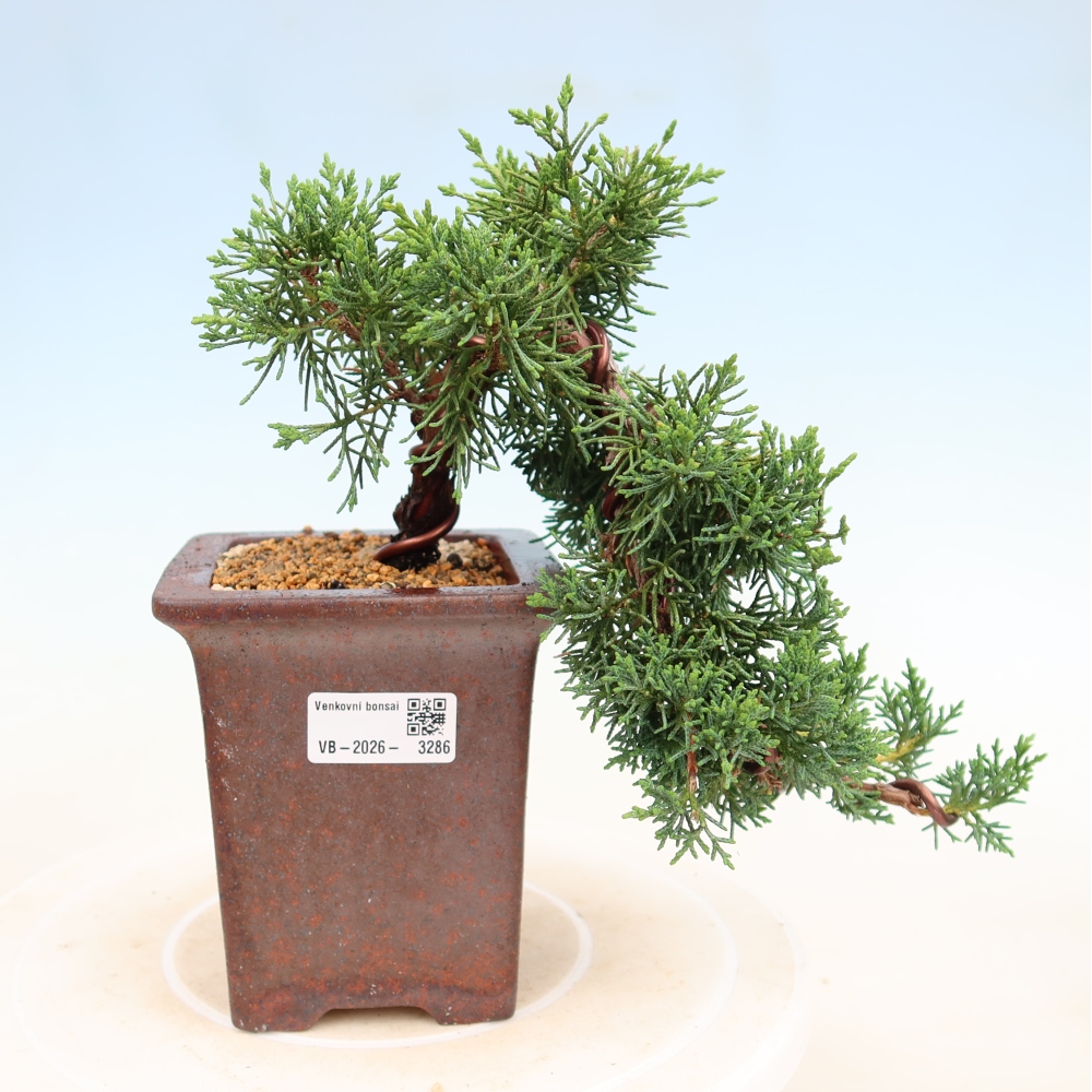 Outdoor bonsai - Juniperus chinensis Kishu