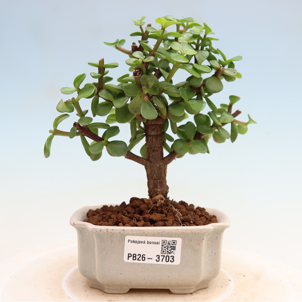 Room bonsai - Portulakaria Afra - Tlustice