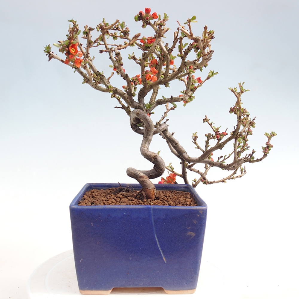 Outdoor bonsai - Chaneomeles sup. Orange Trail - Quince