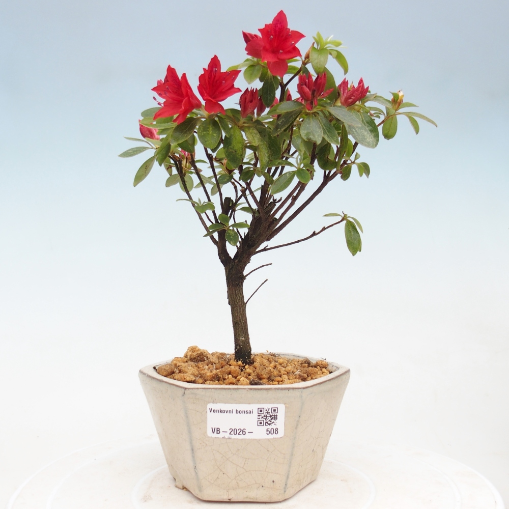 Outdoor bonsai - Japanese azalea - Azalea sp.