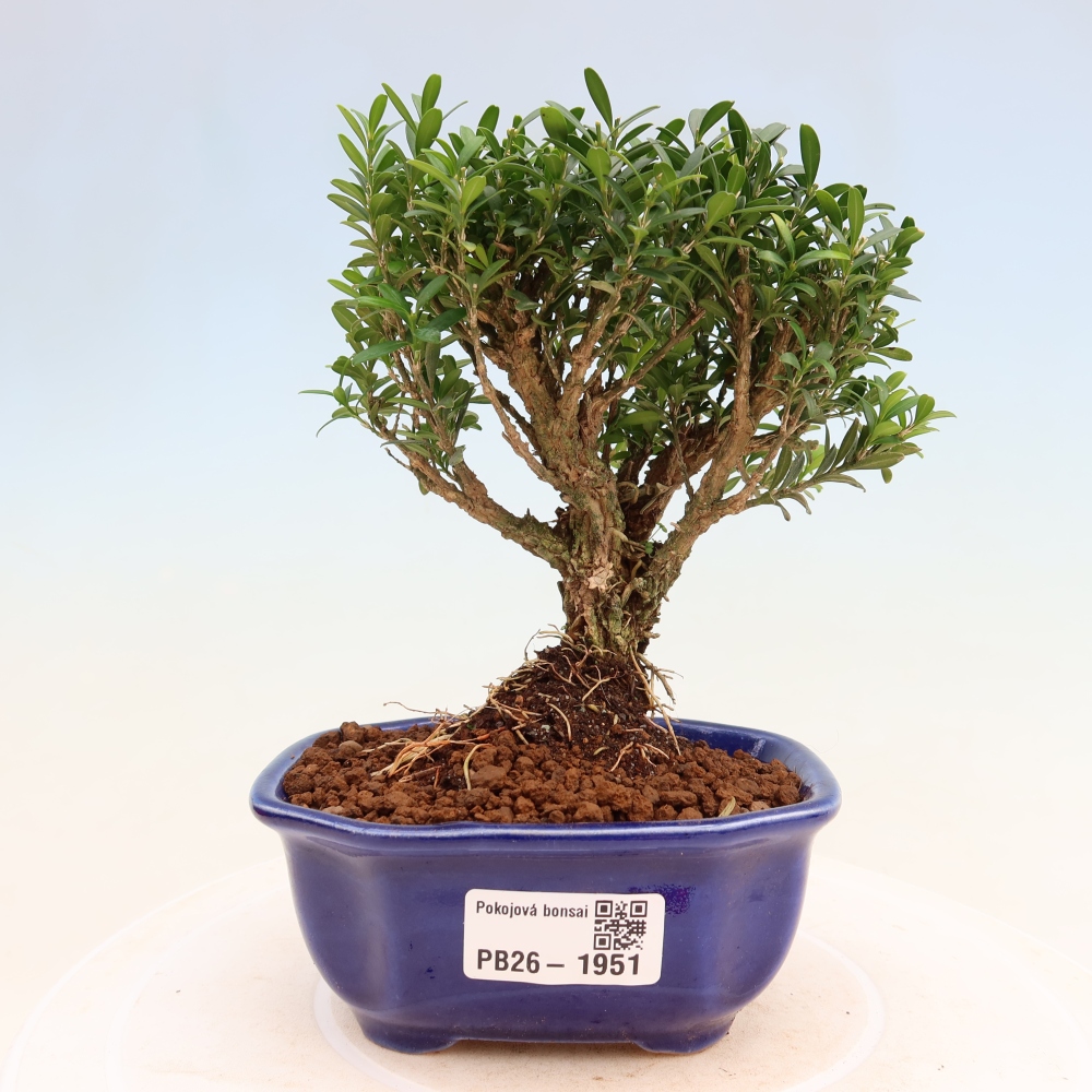 Room bonsai - Buxus harlandii - cork buxus