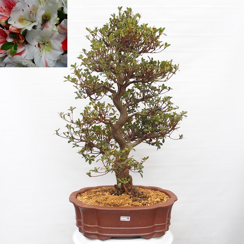 Outdoor bonsai - Japanese Azalea - Azalea Sansei