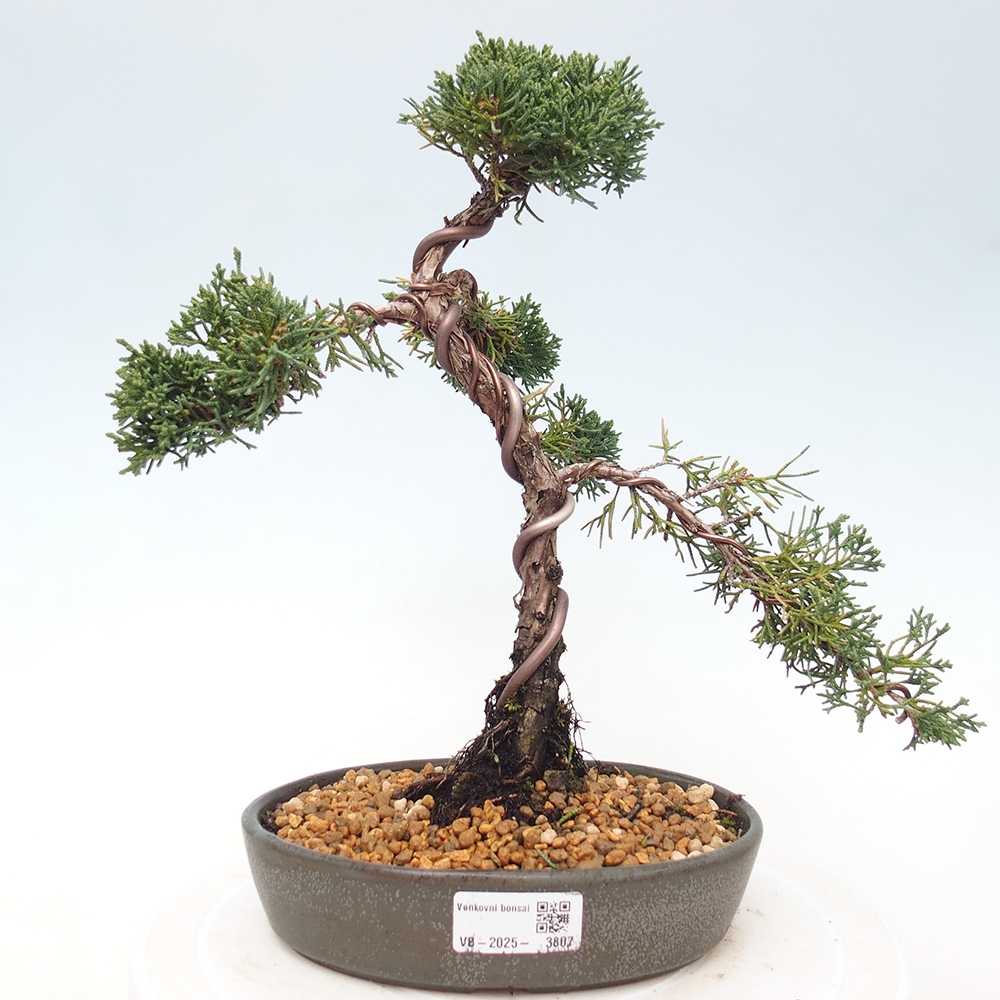 Outdoor bonsai - Juniperus chinensis Kishu