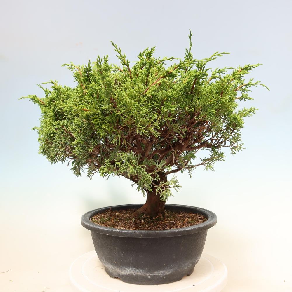 Outdoor Bonsai - Juniperus chinensis Itoigawa - Chinese Juniper