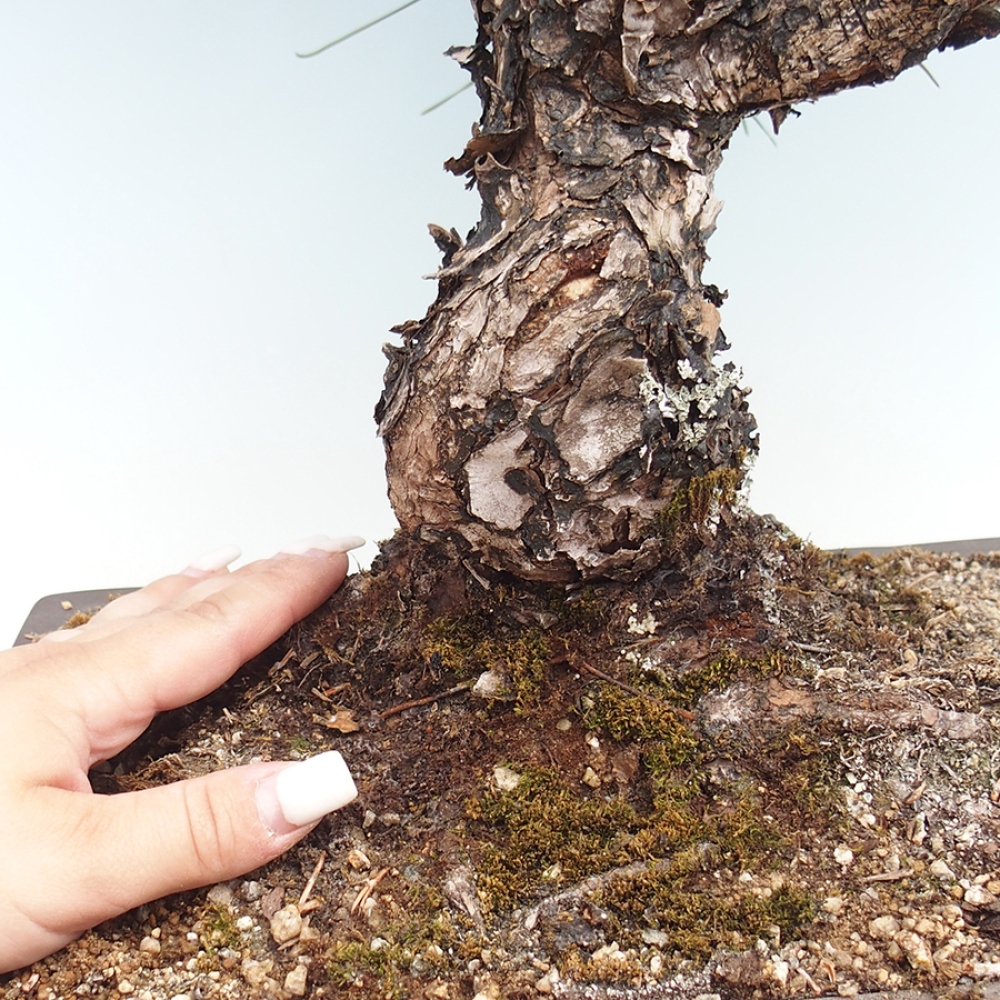 Outdoor bonsai - Pinus thunbergii - Thunberg pine