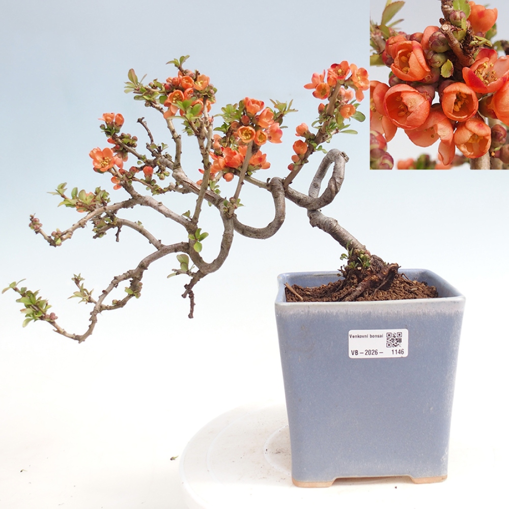Outdoor bonsai - Chaneomeles sup. Orange Trail - Quince