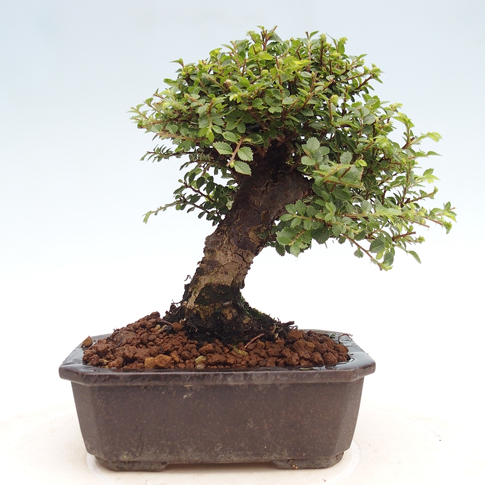 Outdoor bonsai - Ulmus parvifolia Hokkaido - Chinese elm
