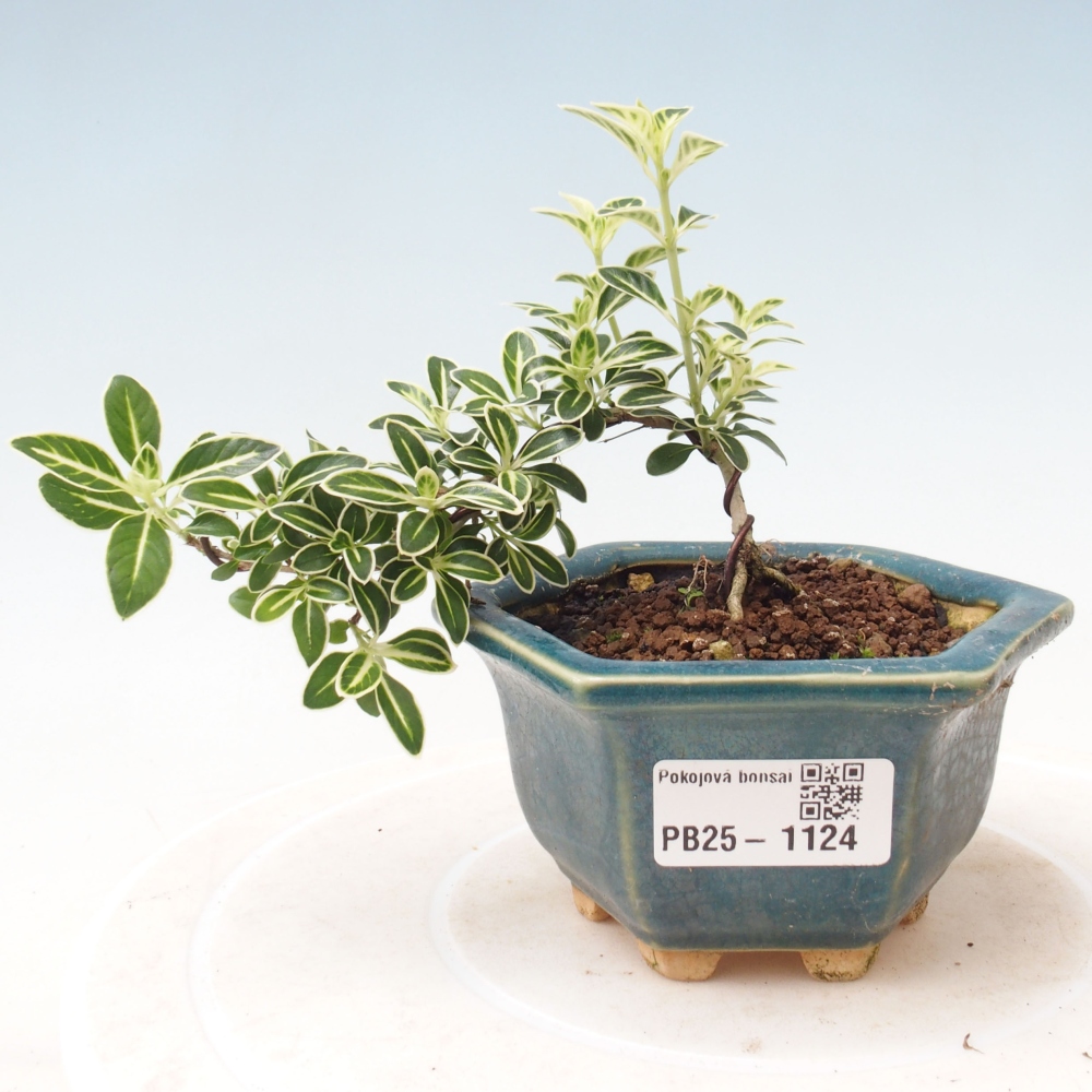Indoor bonsai - Serissa foetida Variegata - Tree of a thousand stars