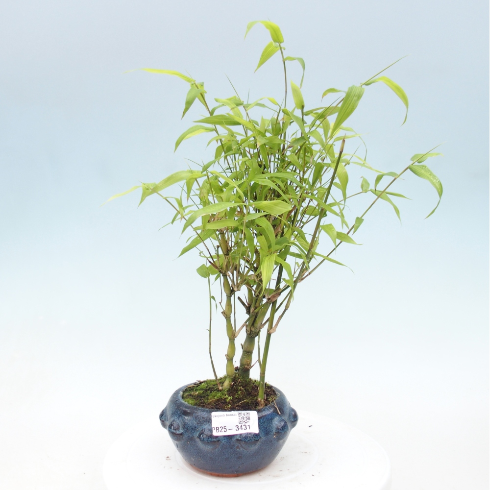 Room bonsai - Bamboo budha-Bamboo budha belly