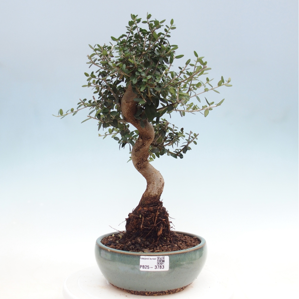 Indoor bonsai - Olea europaea sylvestris