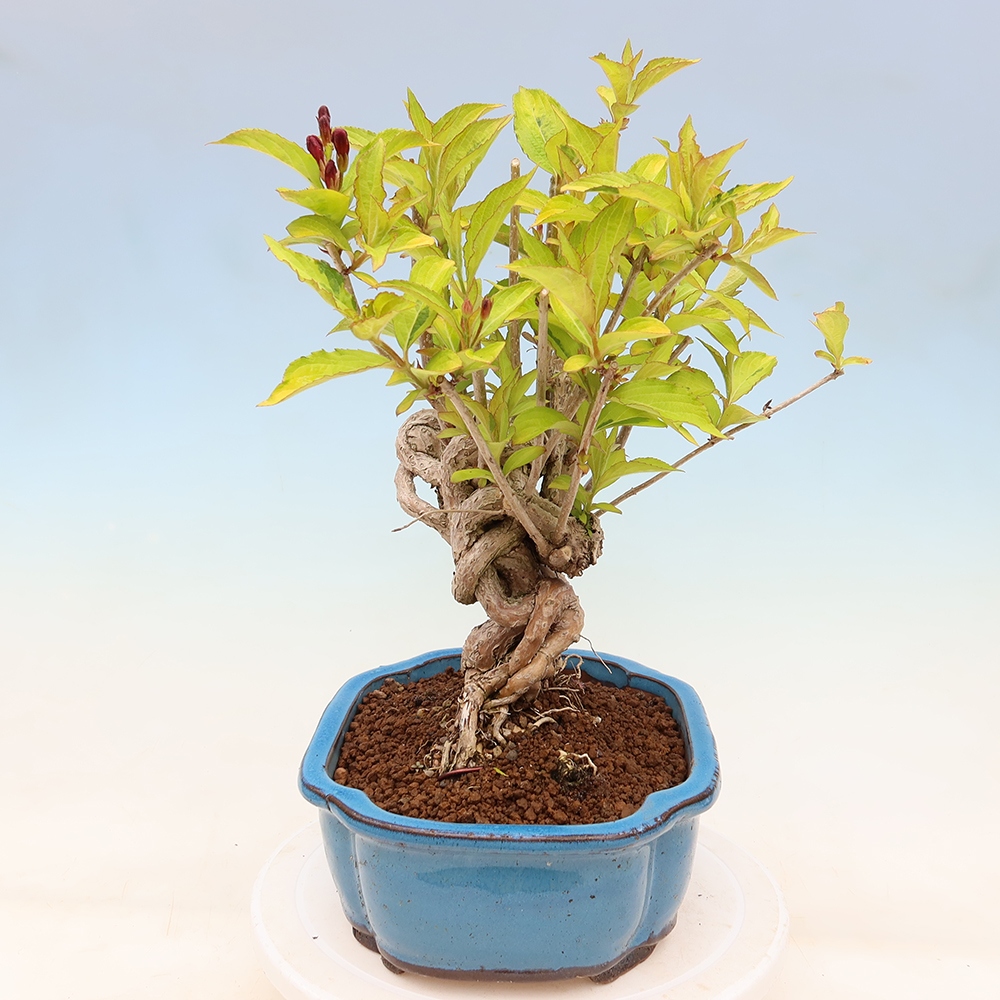 Outdoor Bonsai - Weigela subsessilis - Korean Weigela