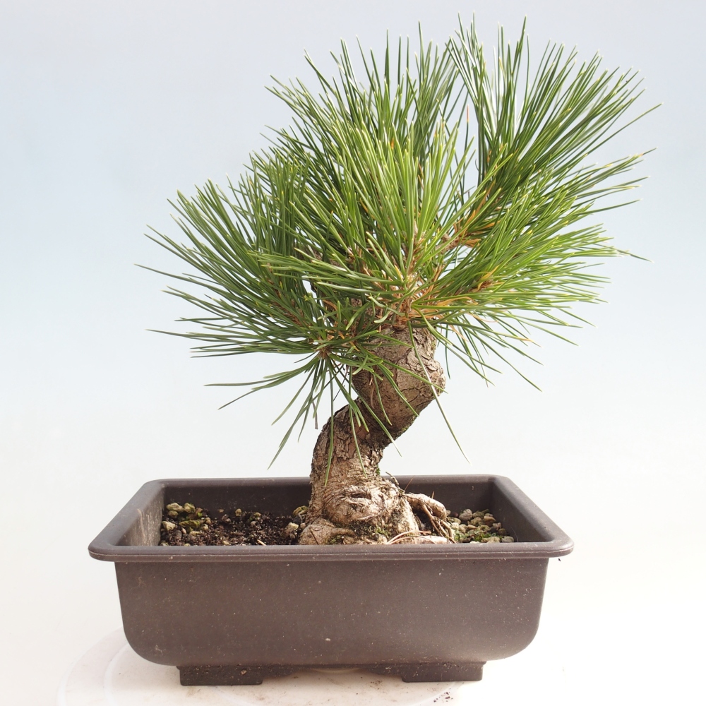 Outdoor bonsai - Pinus thunbergii - Thunberg pine