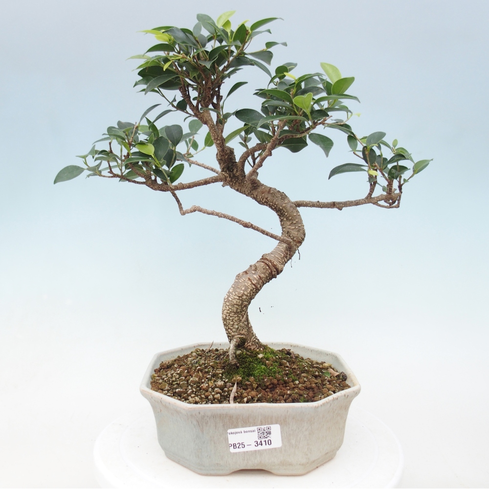 Room bonsai - Ficus retusa - small-leaved ficus