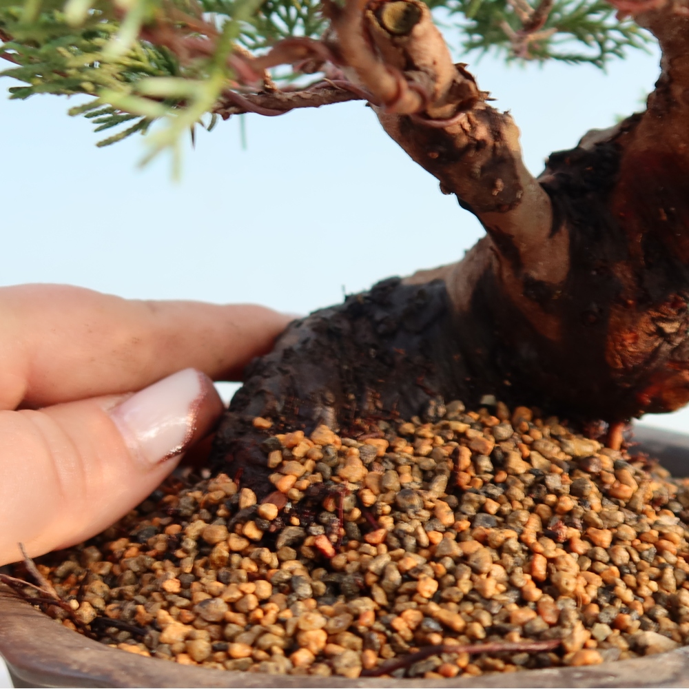 Outdoor bonsai - Juniperus chinensis Itoigawa - Chinese juniper