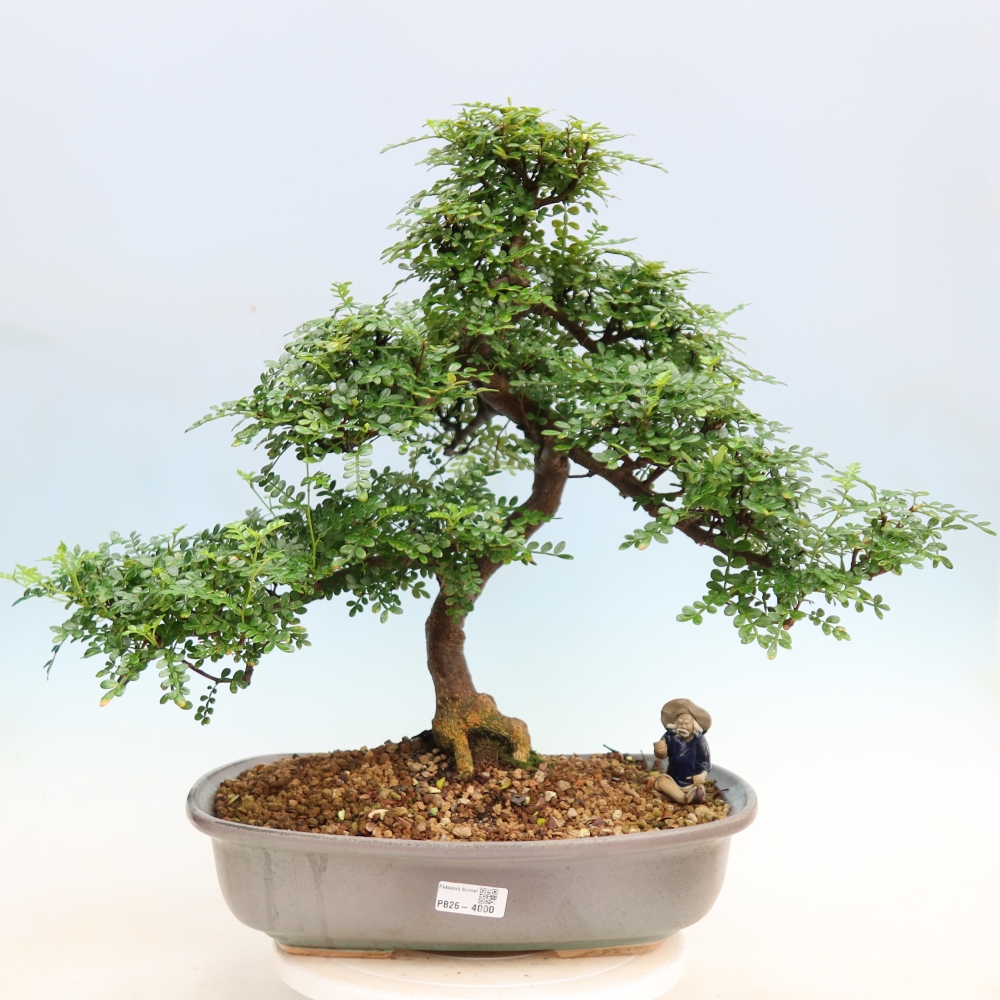 Room bonsai - Zantoxylum piperitum - pepper tree
