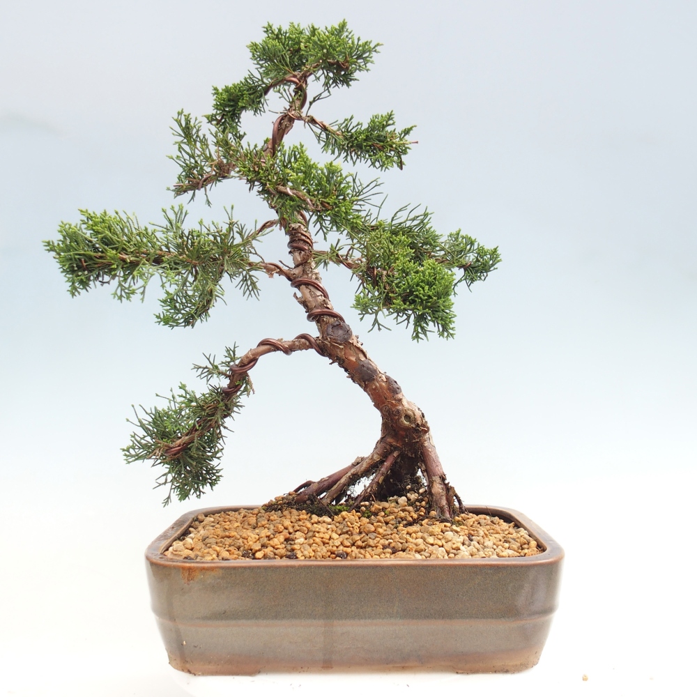 Outdoor bonsai - Juniperus chinensis Kishu - Chinese juniper