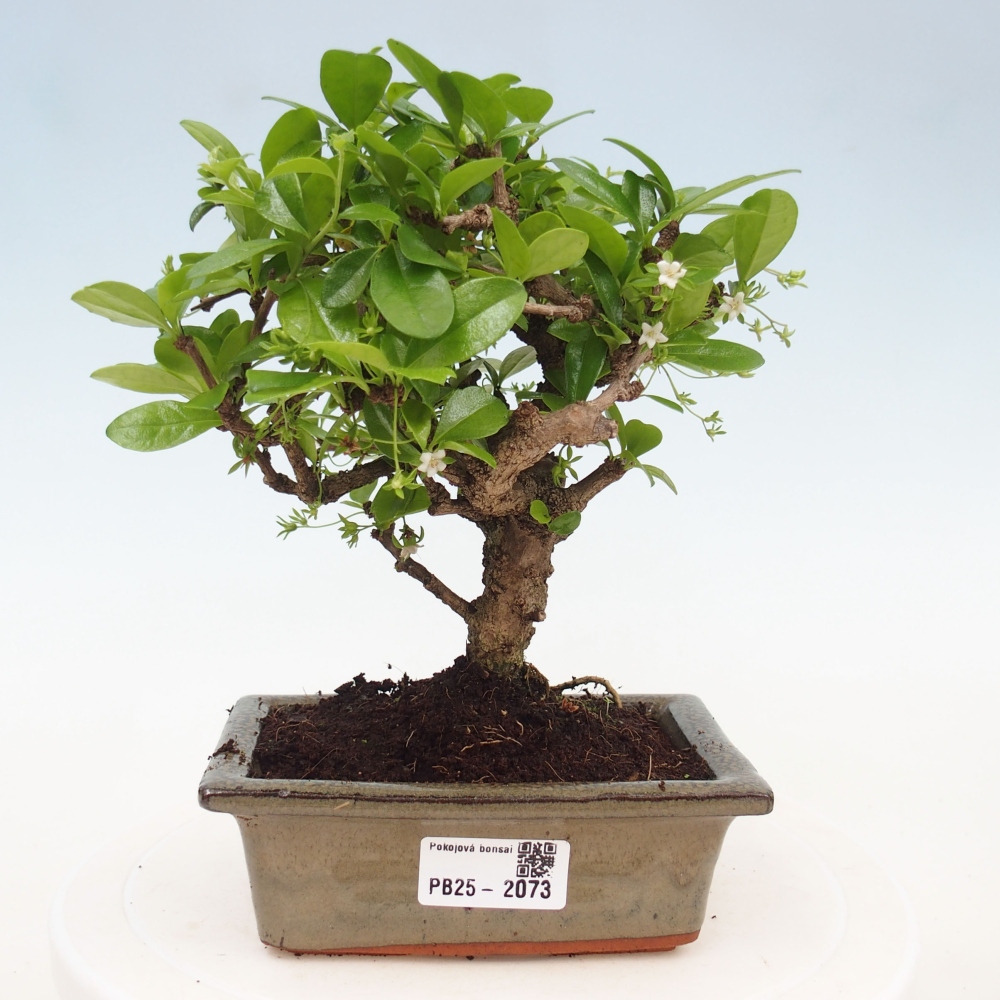Indoor bonsai - Carmona macrophylla - Fuki tea