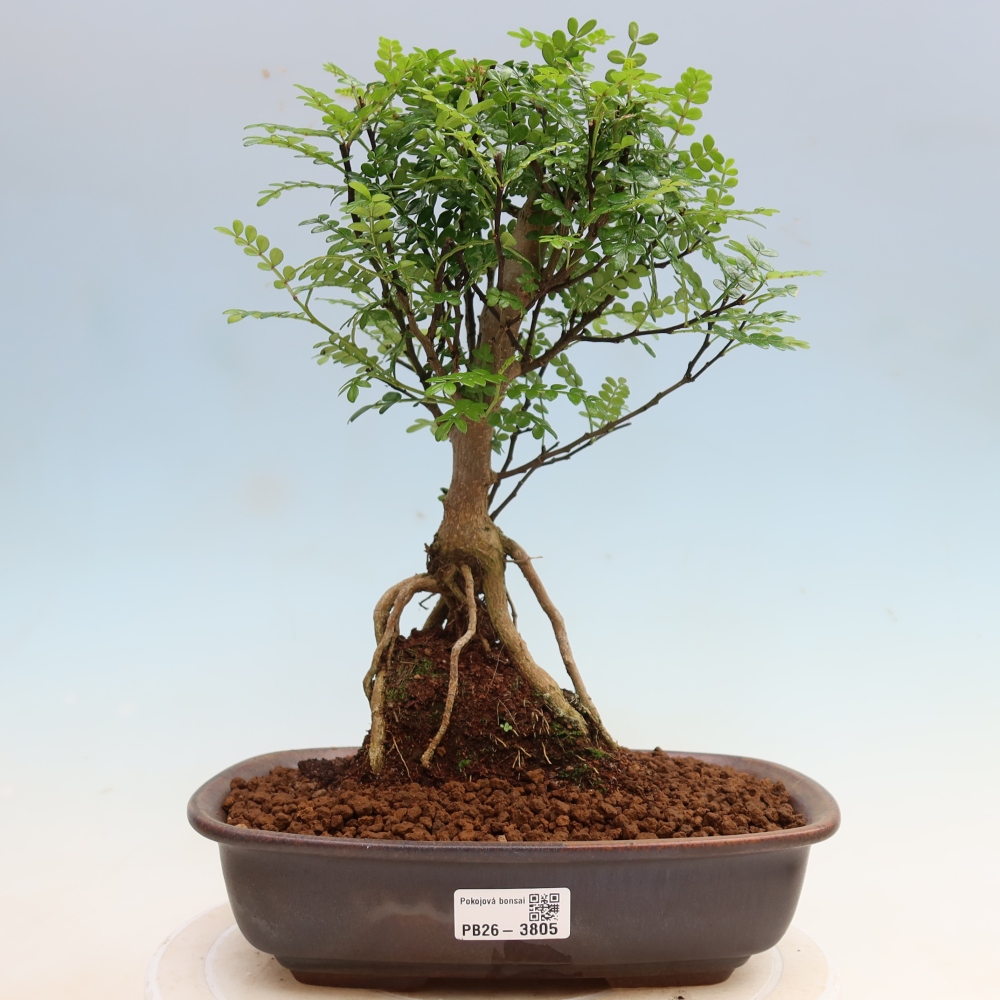 Room bonsai - Zantoxylum piperitum - pepper tree
