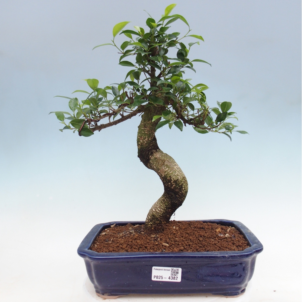 Room bonsai - Ficus kimmen - small-leaved ficus